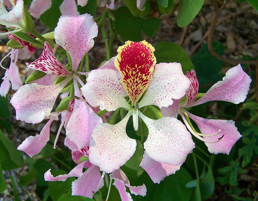 Pink Orchid Tree Bauhinia monandra 10 Seeds