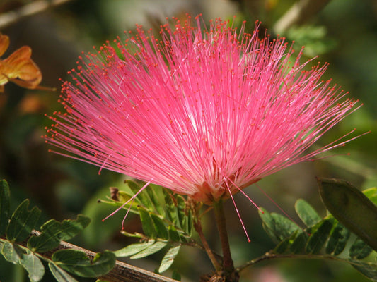 Baja Fairy Duster Calliandra californica 20 Seeds  USA Company