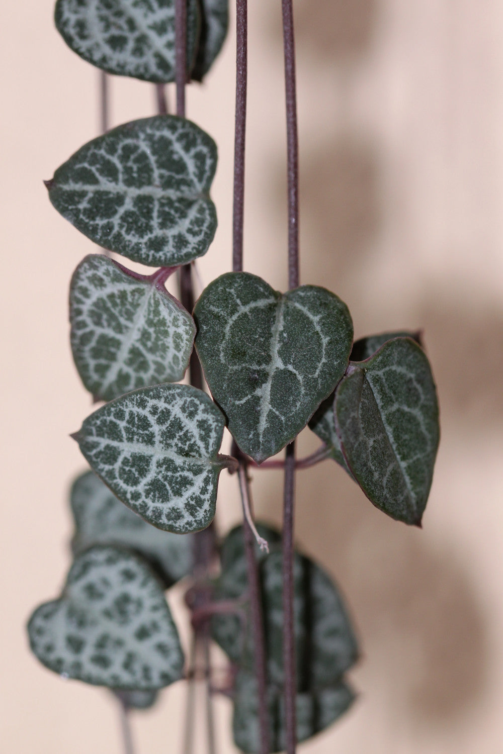 String of Hearts  10 Seeds  Ceropegia woodii