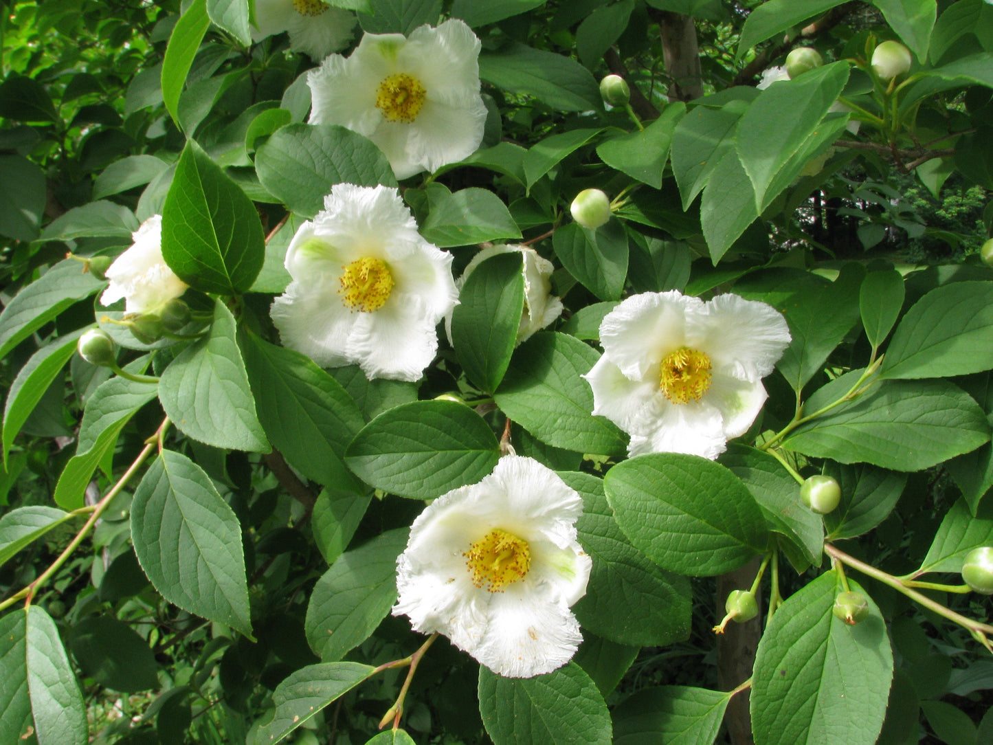 Japanese Stewartia Stewartia pseudocamellia 100 Seeds  USA Company