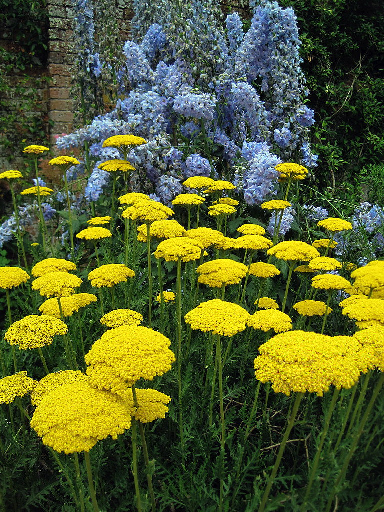 Gold Yarrow  100 Seeds  Achillea filipendulina