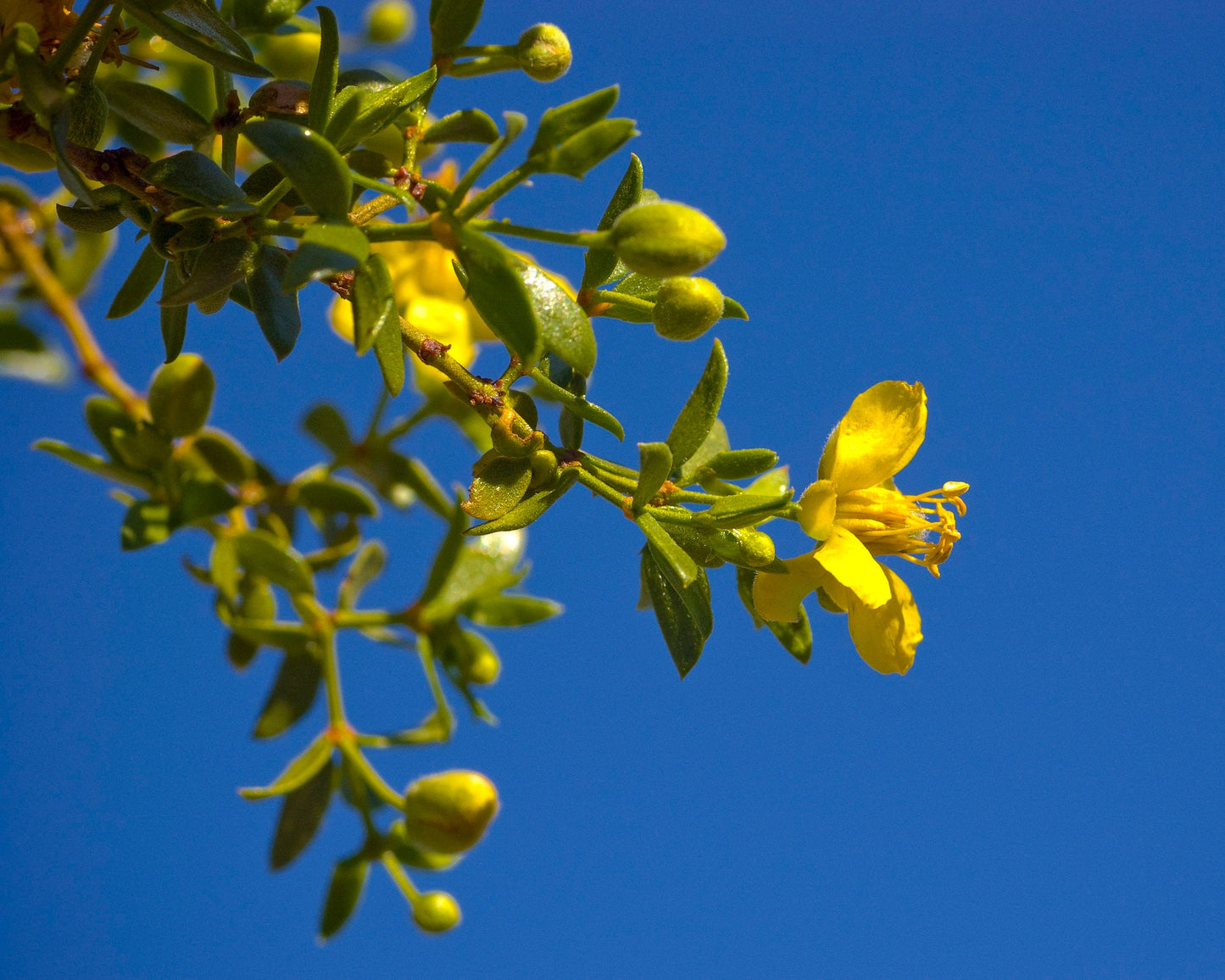 Creosote Bush Larrea tridentanta 200 Seeds  USA Company