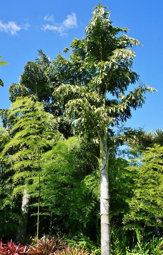 Chinese Fishtail Palm   10 Seeds   Caryota ochlandra
