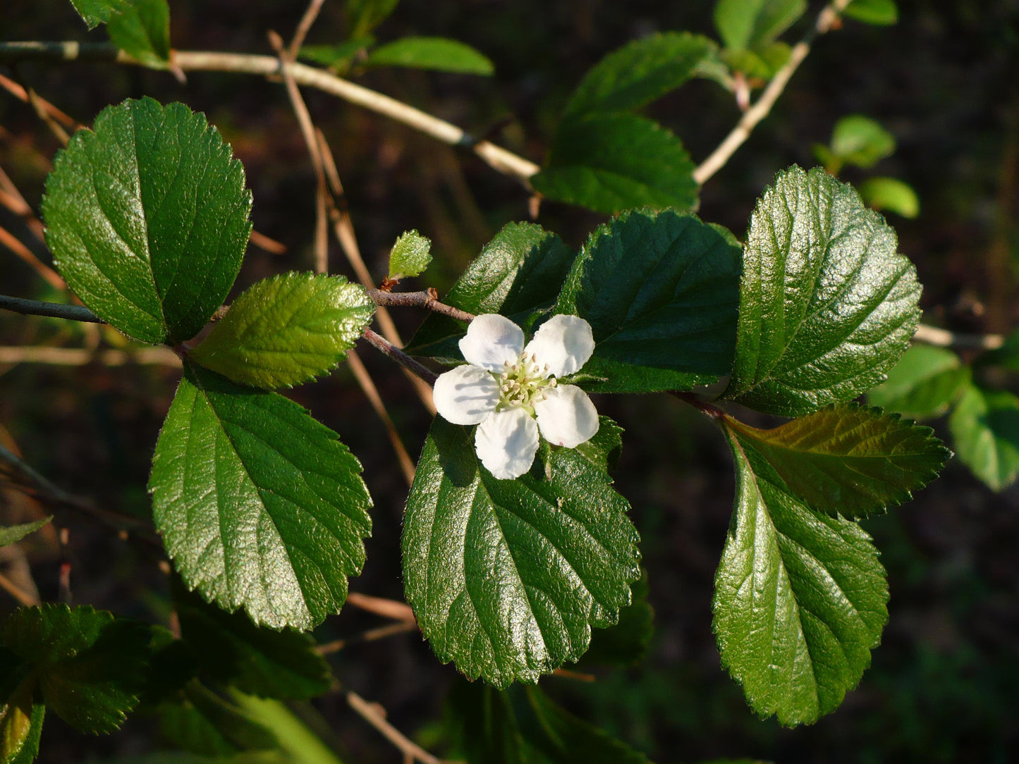 Dwarf Hawthorn 10 Seeds Crataegus uniflora