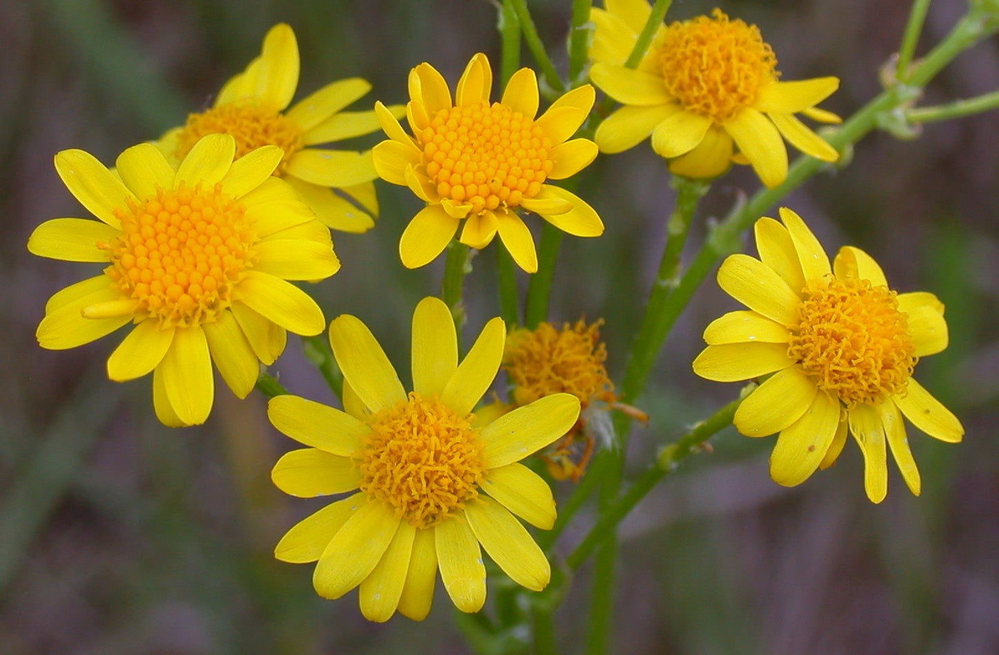 Golden Ragwort   100 Seeds   Golden Groundsel   Senecio aureus
