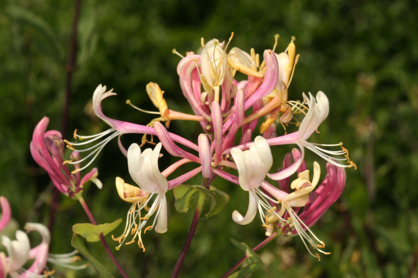 Mediterranean Honeysuckle   10 Seeds   Lonicera etrusca