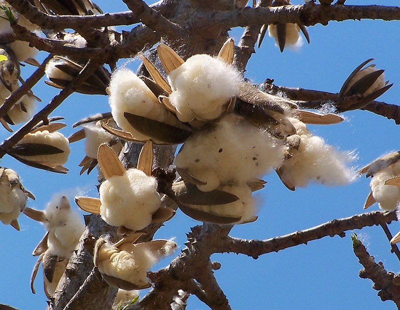 Red Silk Cotton Tree Bombax ceiba 200 Seeds