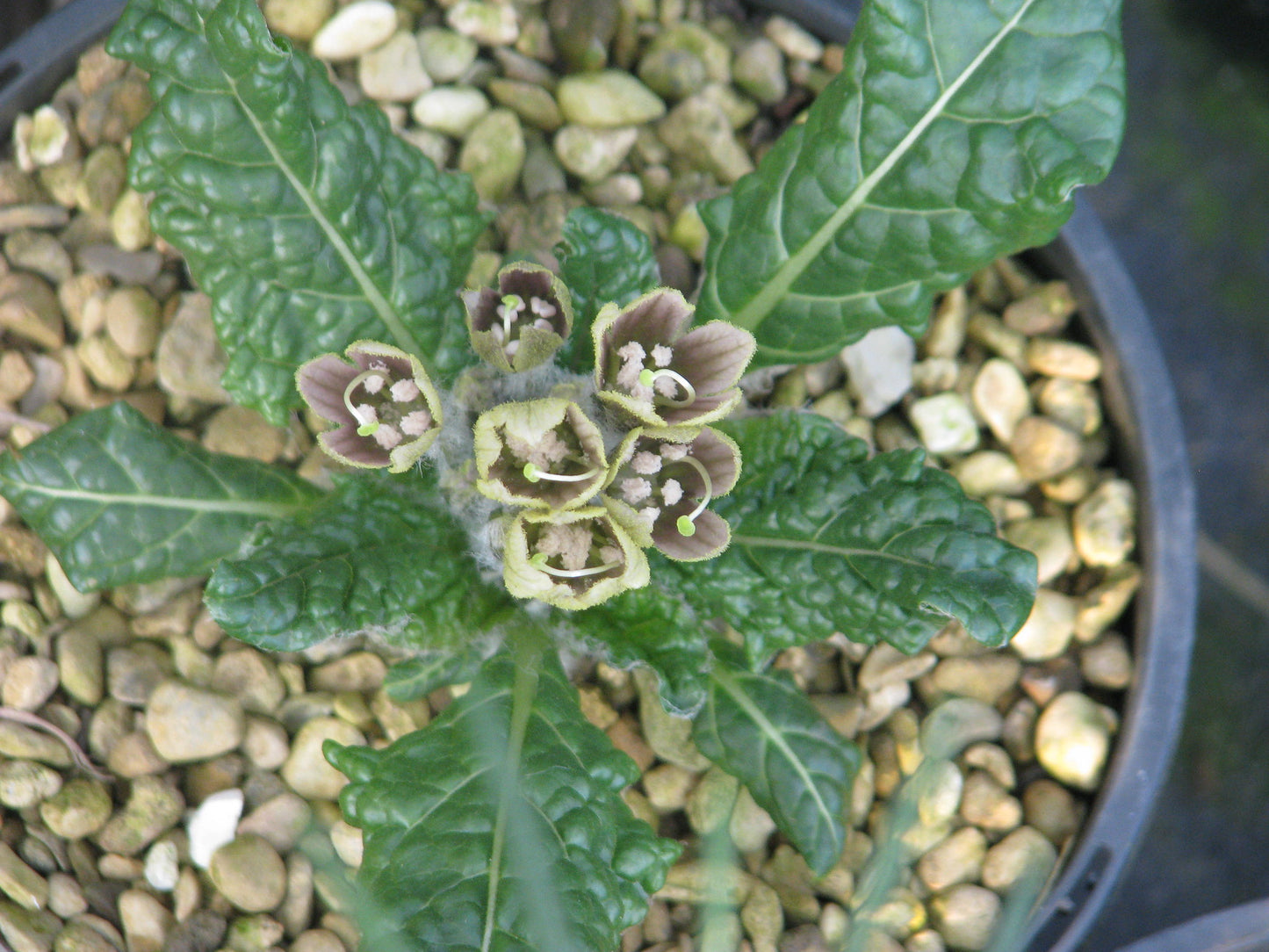 Mandrake Mandragora officinarum 5 Seeds