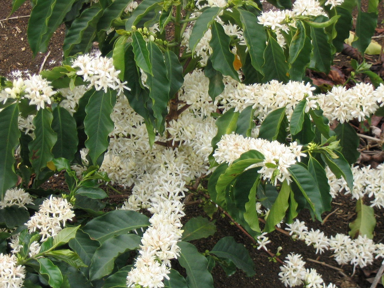 Coffee  10 Seeds  Coffea arabica