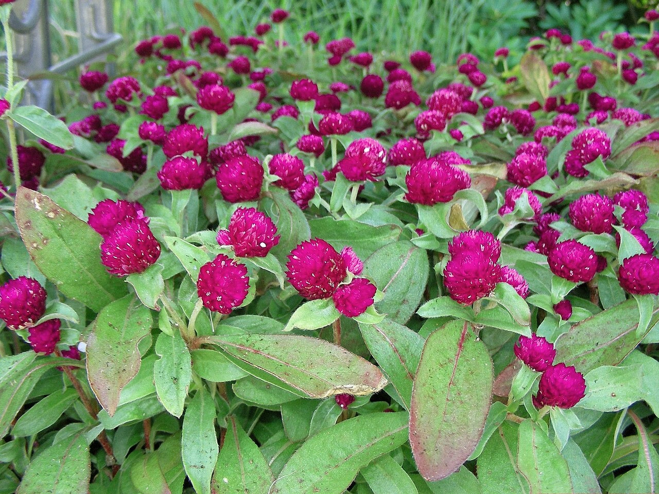 Globe Amaranth  100 Seeds  Gomphrena globosa