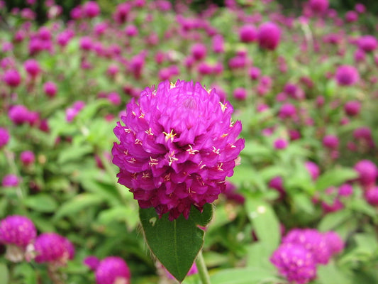 Globe Amaranth  100 Seeds  Gomphrena globosa