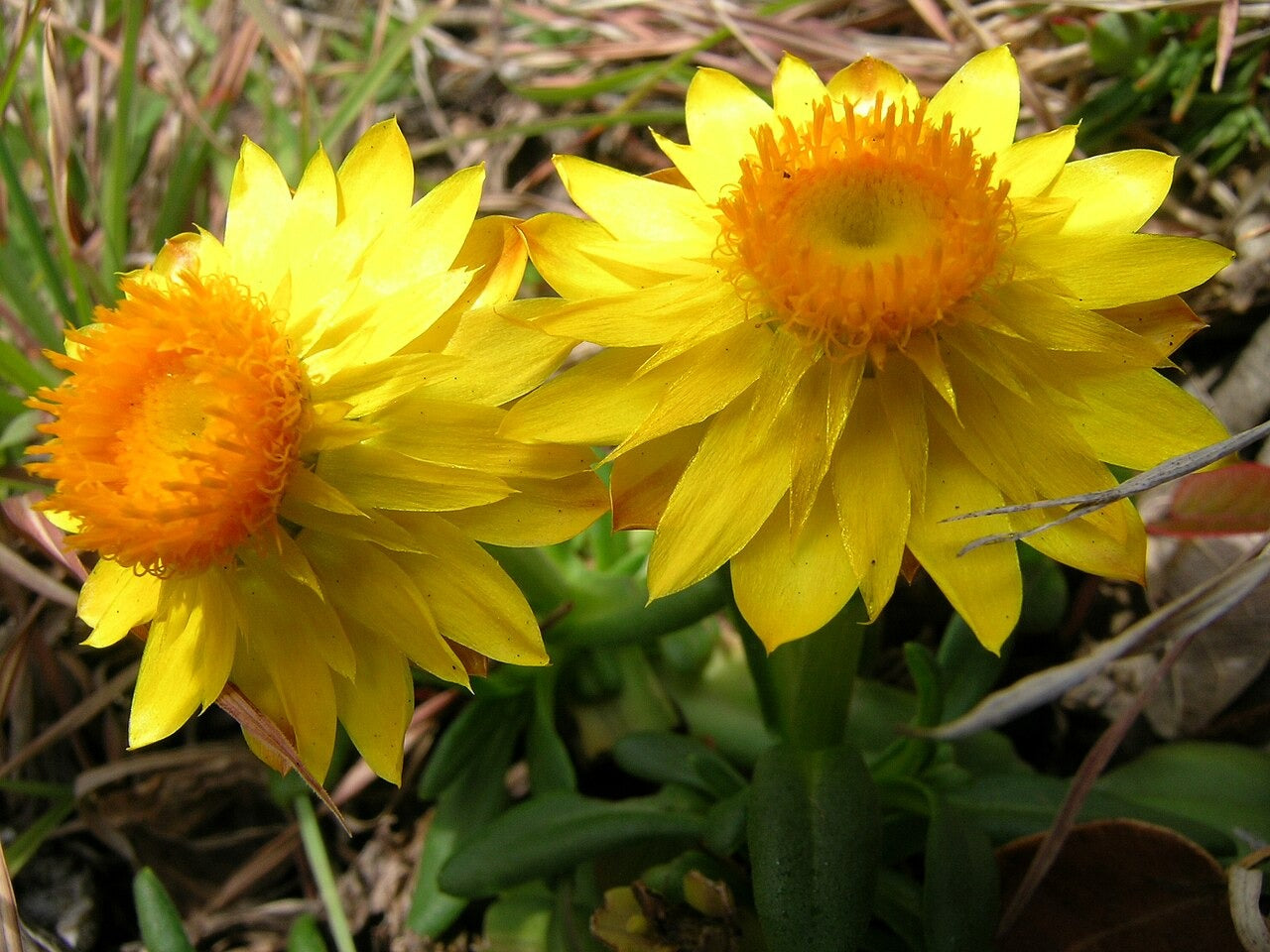 Yellow Strawflower 100 Seeds  Helichrysum bracteatum