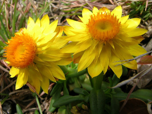 Yellow Strawflower 100 Seeds  Helichrysum bracteatum
