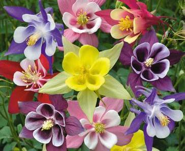 Giant Columbine Mix  100 Seeds  Aquilegia caerulea