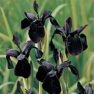 Black Iris   25 Seeds   Iris chrysographes