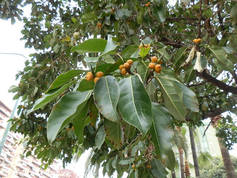 ficus altissima fruit Council Tree 100 Seeds Ficus altissima – R&B Floridaseeds