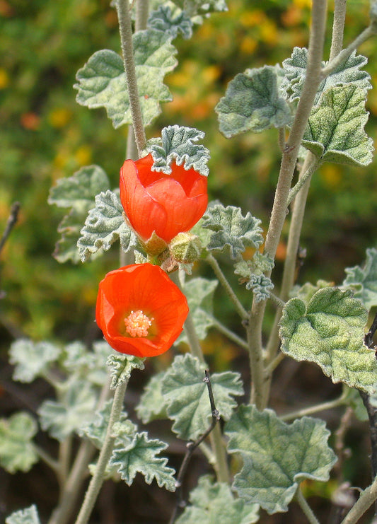 Desert Globemallow 100 Seeds Sphaeralcea ambigua