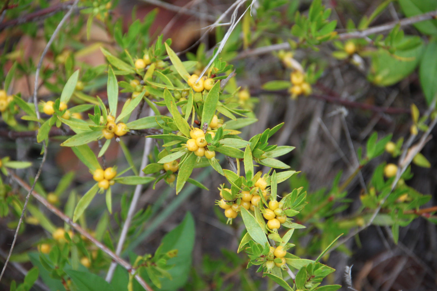 Beach Creeper  10 Seeds  Ernodea littoralis