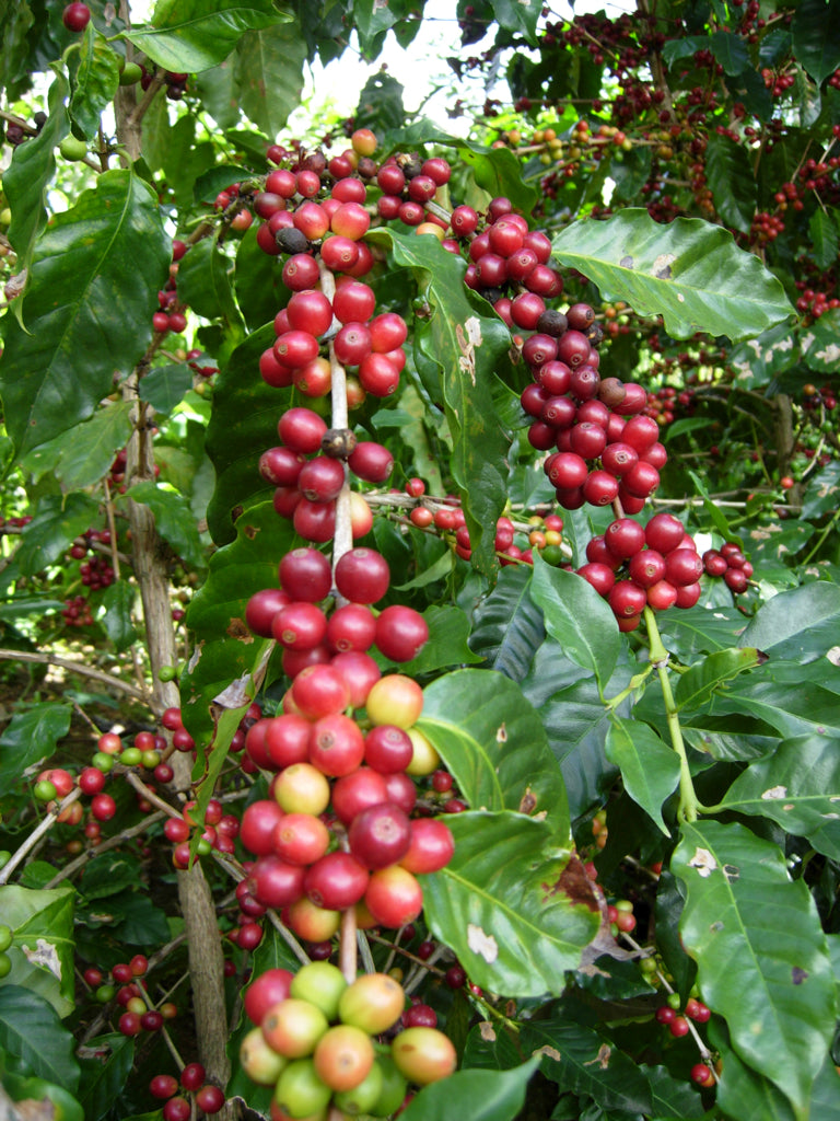 Coffee  10 Seeds  Coffea arabica