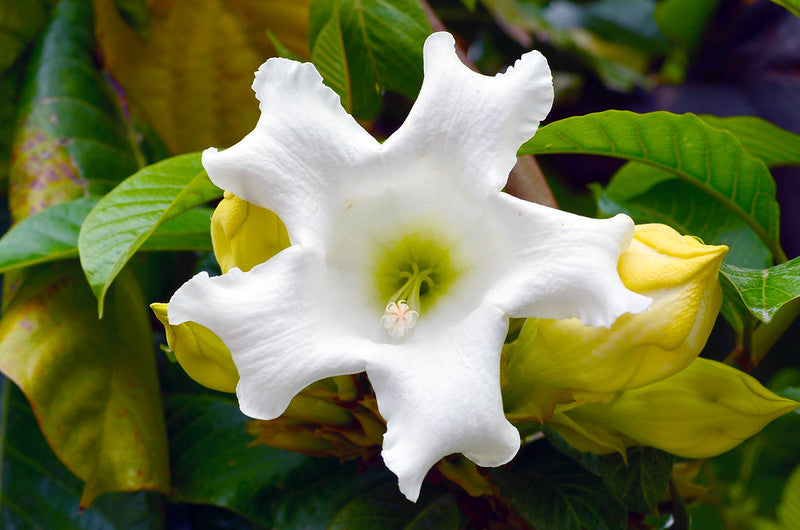 Herald’s Trumpet   10 Seeds   Beaumontia grandiflora