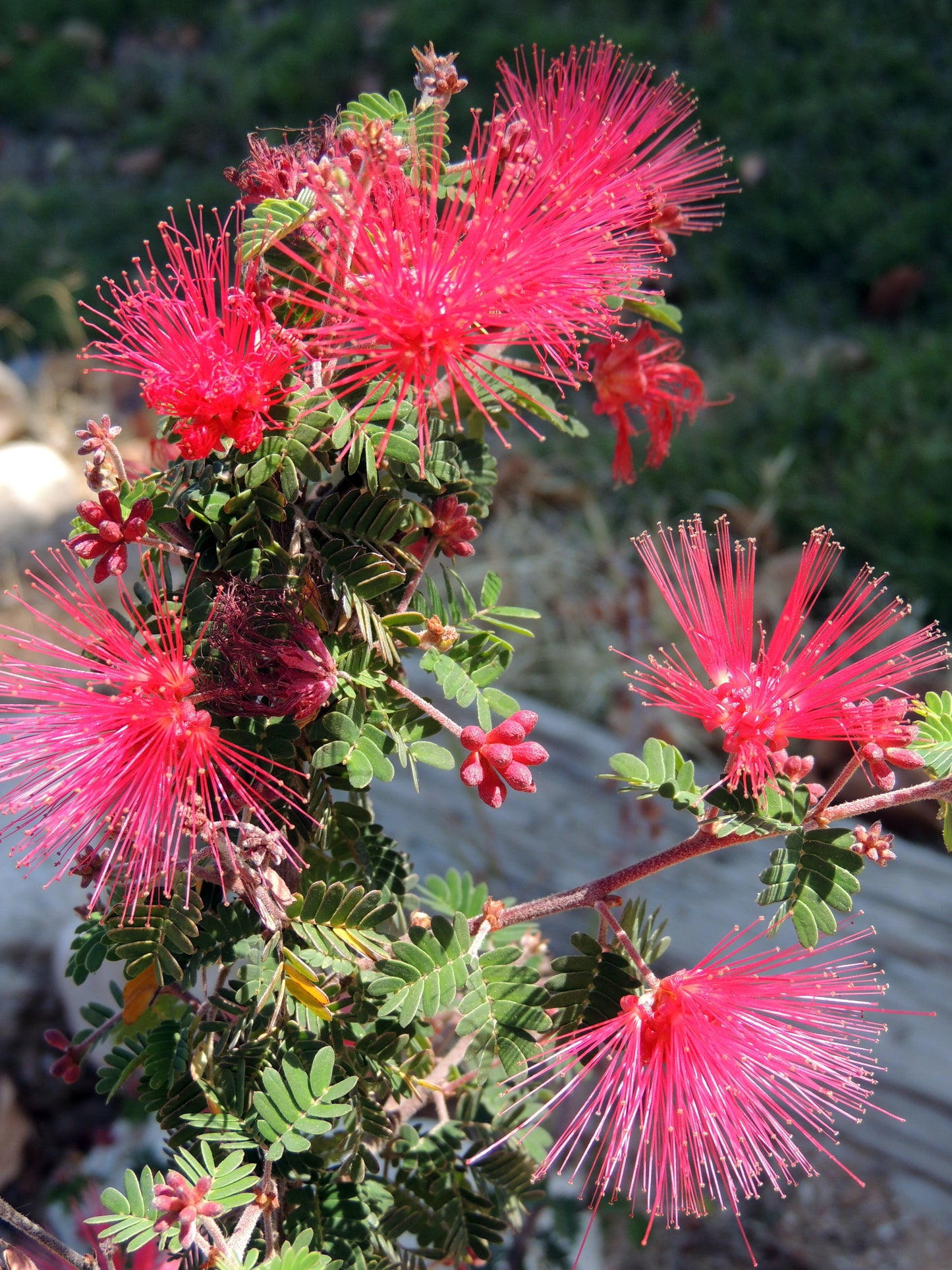 Baja Fairy Duster Calliandra californica 20 Seeds  USA Company