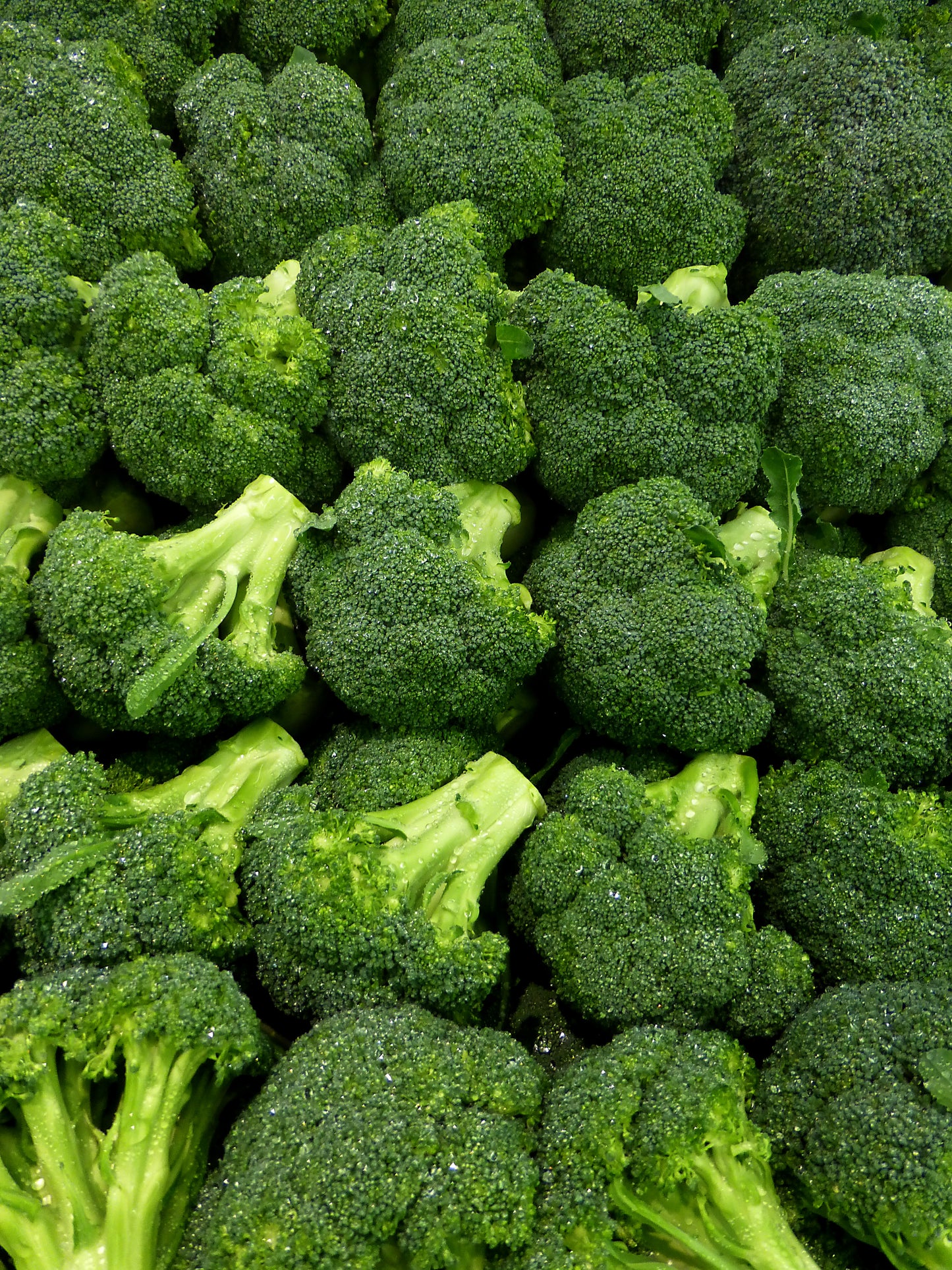 Broccoli Calabrese 20 Seeds Brassica oleracea  USA Company