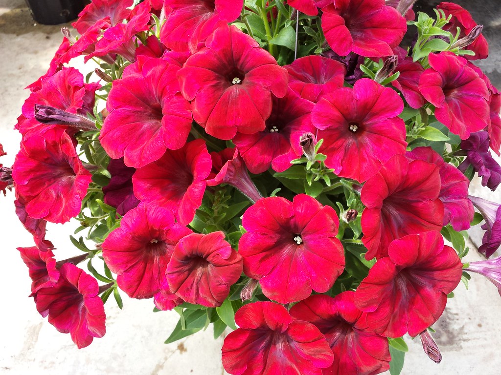 Red Petunia  100 Seeds  Petunia Grandiflora