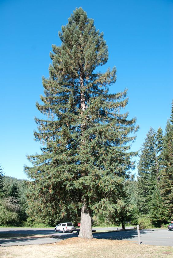 Sitka Spruce   Picea sitchensis   20 Seeds