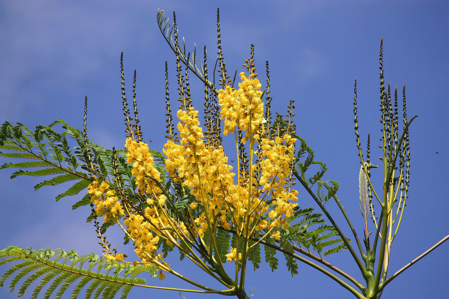 Brazilian Fern Tree   10 Seeds   Schizolobium parahyba