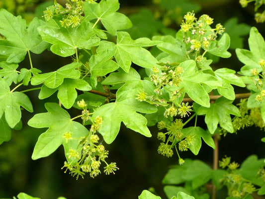 Field Maple  100 Seeds  Acer campestre