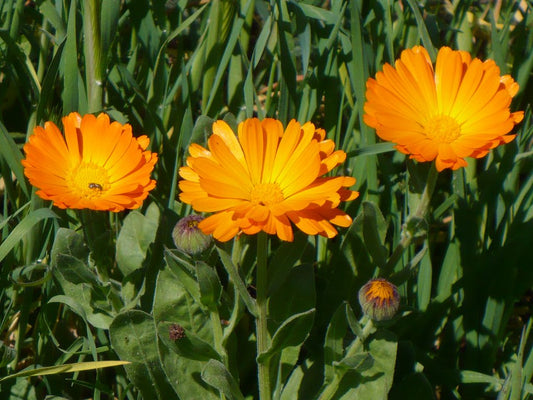 English Marigold  100 Seeds  Calendula officinalis