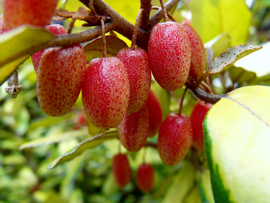 Thorny Olive Elaeagnus pungens 20 Seeds  USA Company