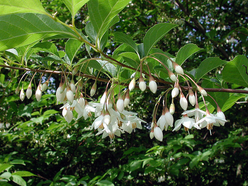 Japanese Snowbell  Styrax japonicus  10 Seeds  USA Company