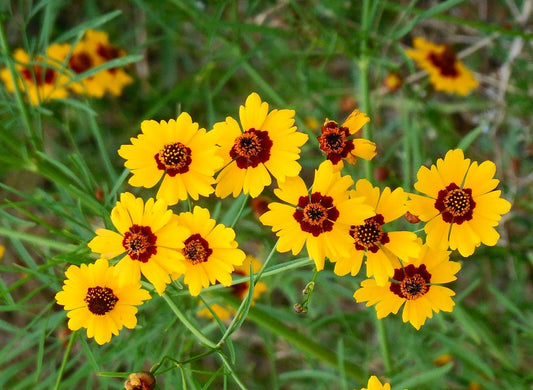 Plains Coreopsis 100 Seeds Coreopsis tinctoria