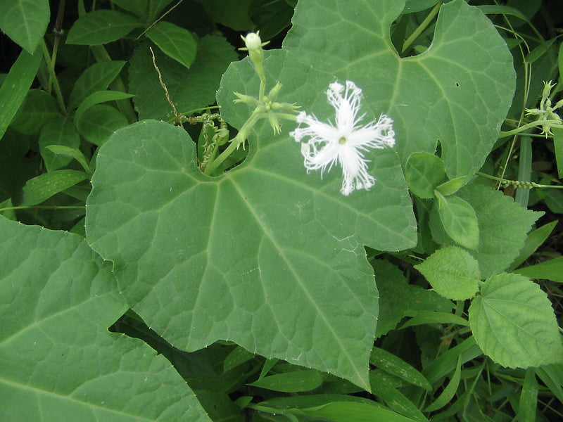 Snake Gourd  Trichosanthes cucumerina  20 Seeds  USA Company