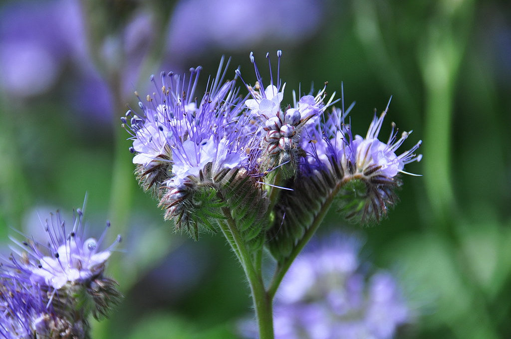 Lacy Phacelia  100 Seeds  Phacelia tanacetifolia