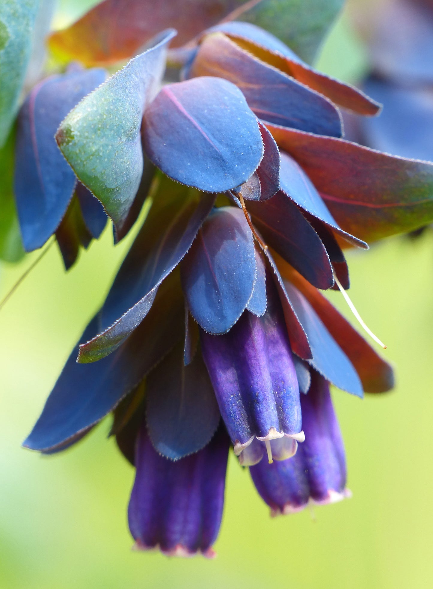 Blue Shrimp Plant Cerinthe major  500 Seeds