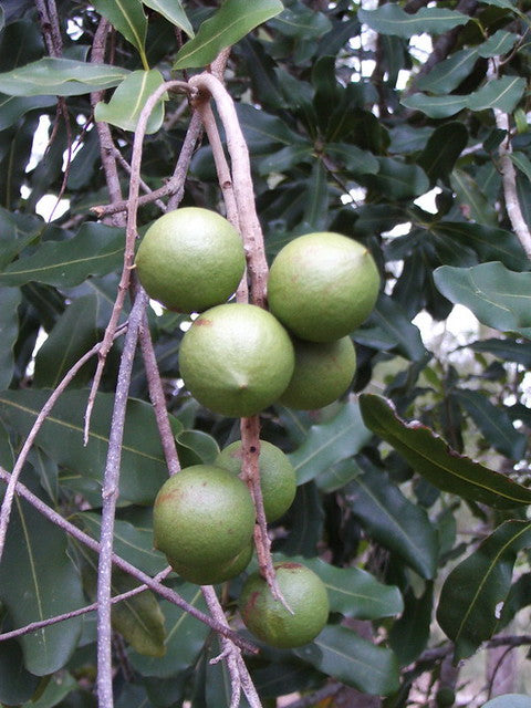 macadamia nut plant seed Macadamia Nut 5 Seeds Macadamia integrifolia – R&B Floridaseeds