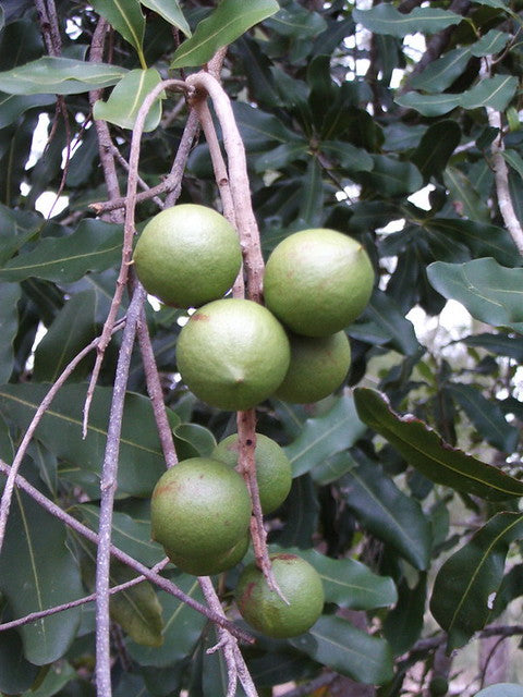 Macadamia Nut  Macadamia integrifolia  5 Seeds  USA Company