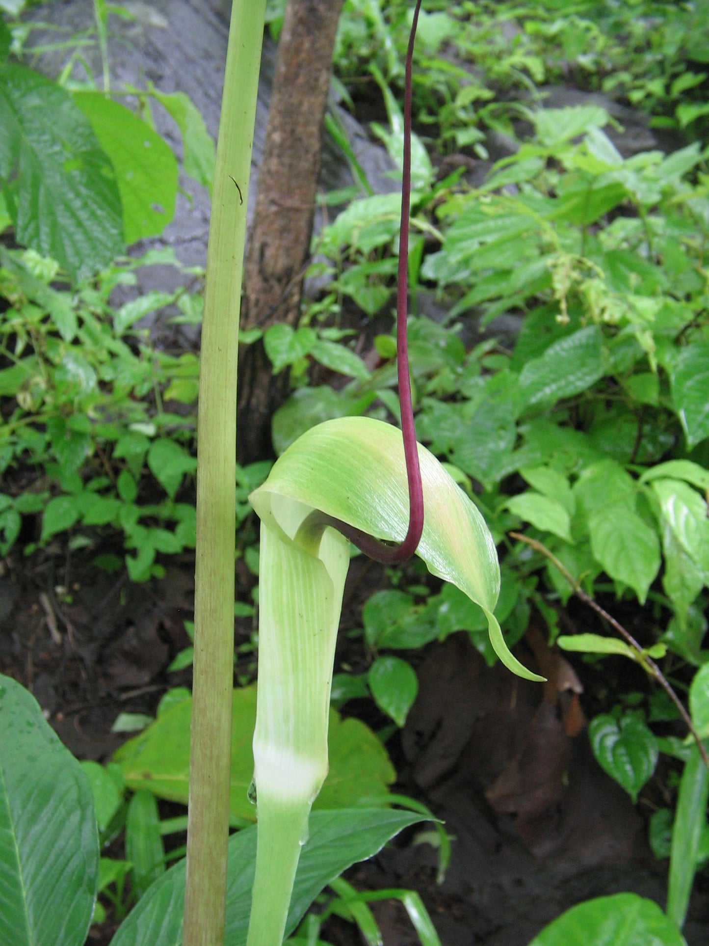 Whipcord Cobra Lily Arisaema tortuosum 5 Seeds  USA Company