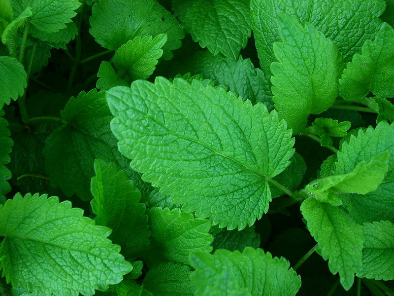 Spearmint  100 Seeds  Mentha spicata