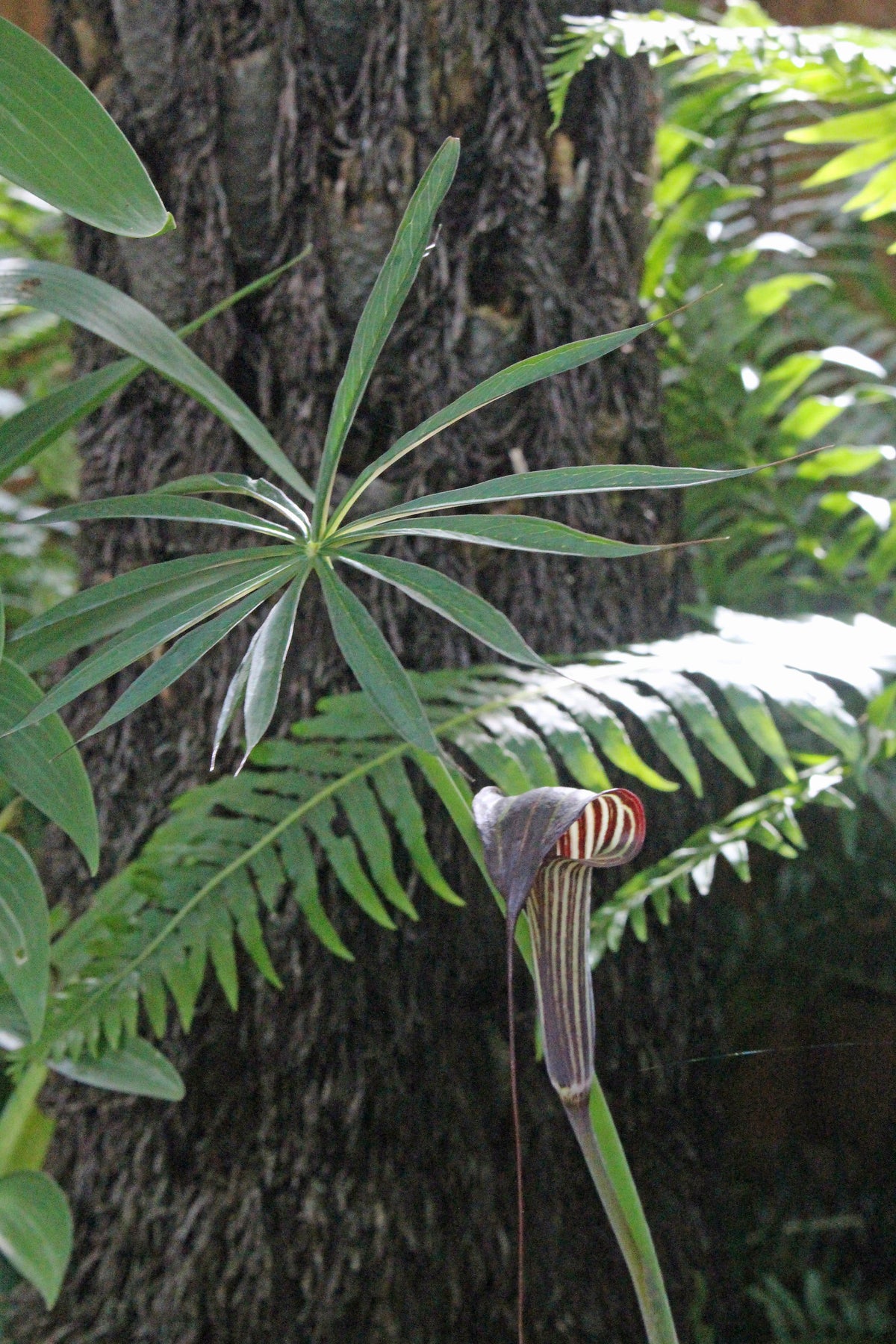 Himalayan Cobra Lily   10 Seeds   Arisaema consanguineum