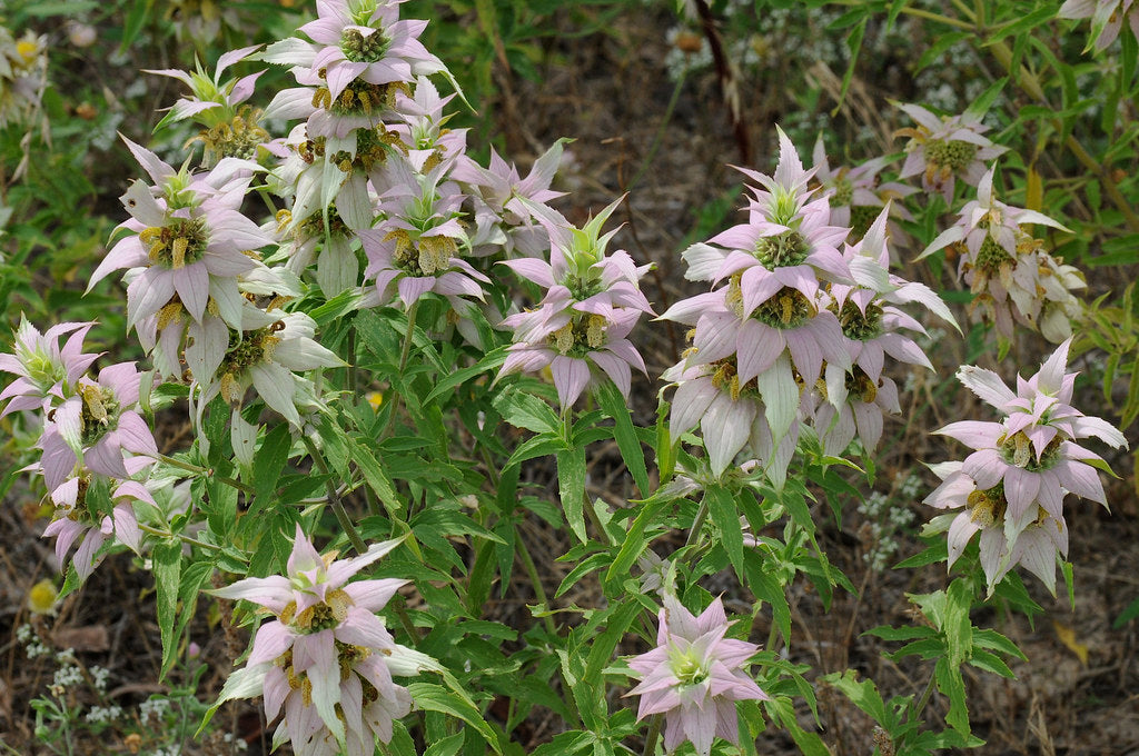 Spotted Bee Balm   100 Seeds   Monarda punctata