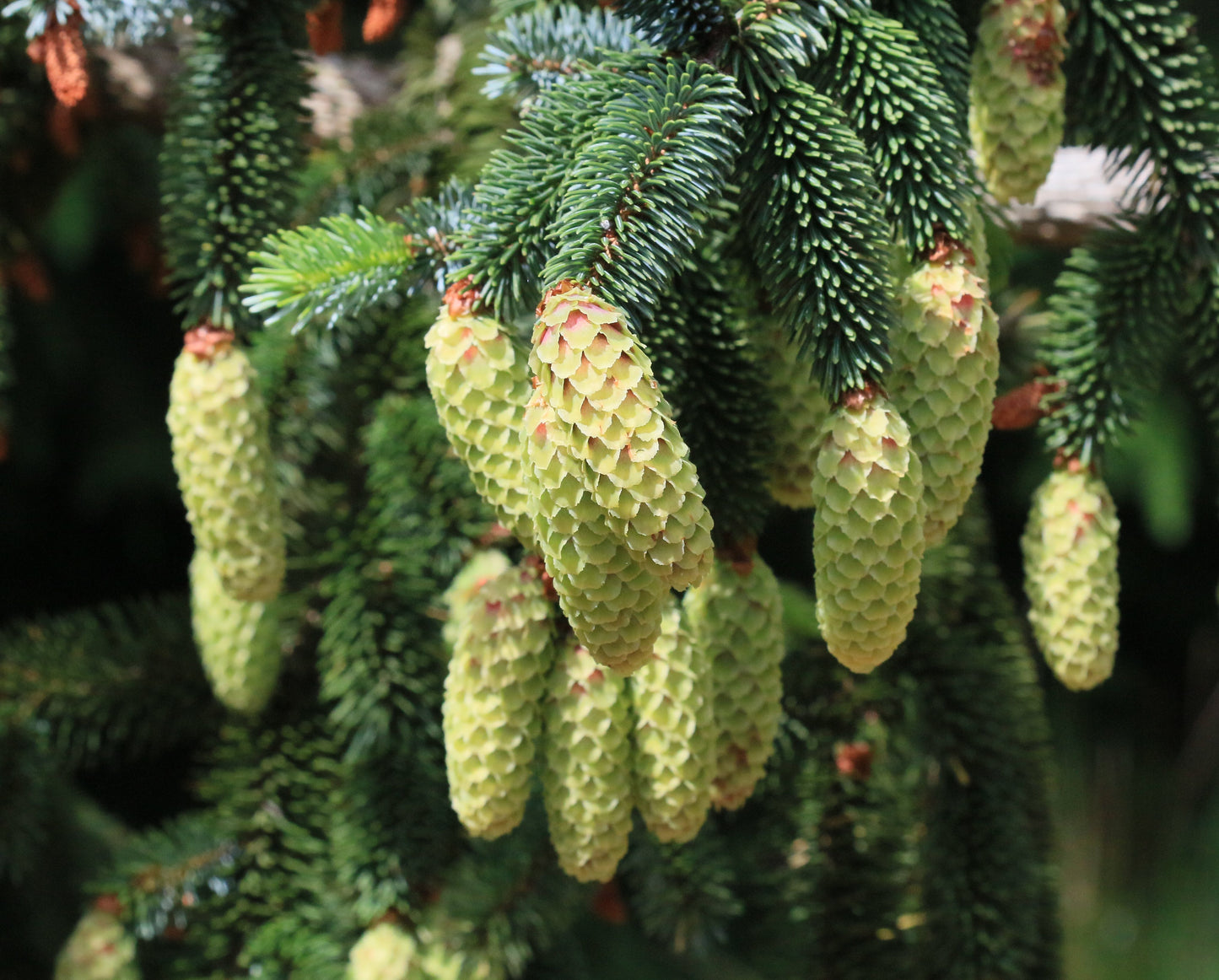 Sitka Spruce   Picea sitchensis   20 Seeds