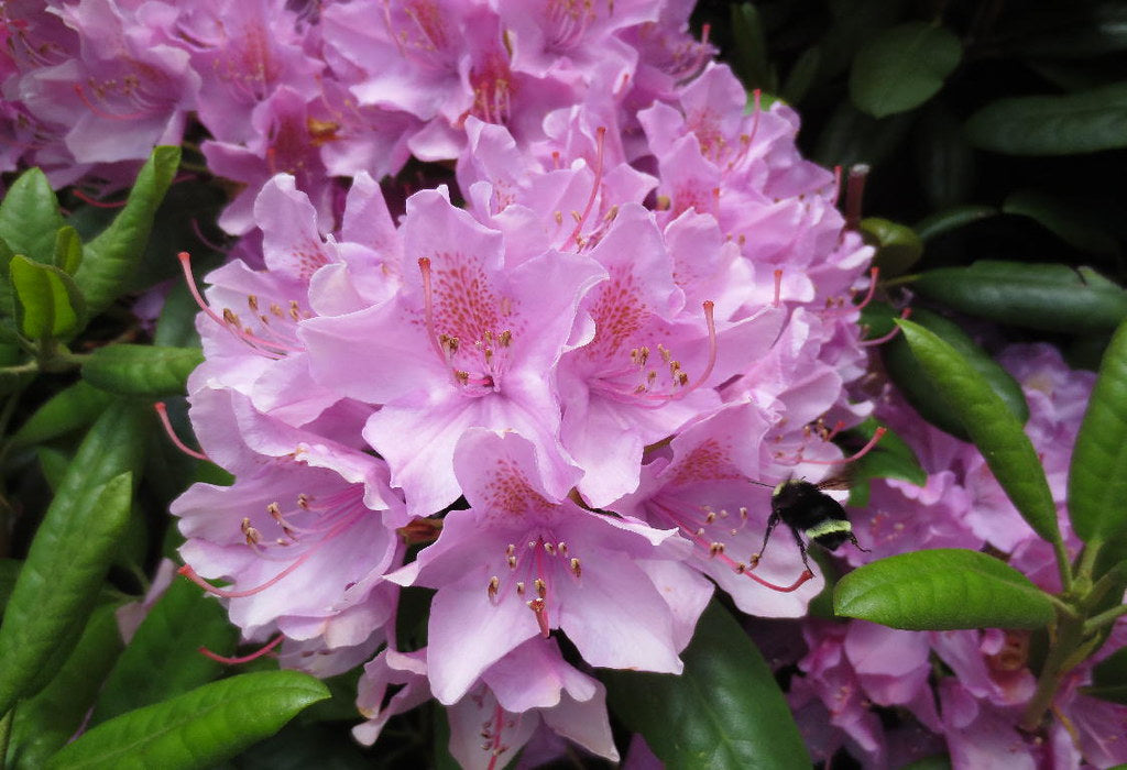 Compact Pacific Rhododendron Pacific Rhododendron Rhododendron macrophyllum 100 Seeds – R&B Floridaseeds