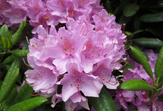 Pacific Rhododendron  Rhododendron macrophyllum  100 Seeds  USA Company