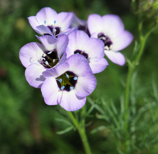 Tricolor Gilia  Bird’s Eyes  Gilia tricolor  100 Seeds