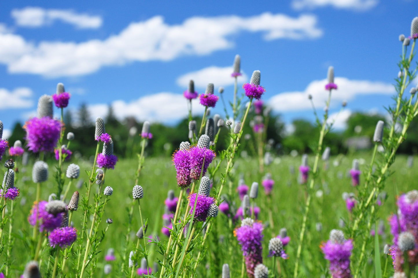 Purple Prairie Clover Dalea purpurea 1000 Seeds  USA Company