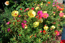 Load image into Gallery viewer, Moss Rose  100 Seeds  Portulaca grandiflora