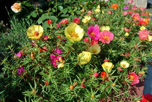 Moss Rose  100 Seeds  Portulaca grandiflora